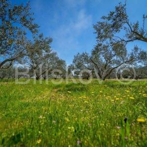 Stari Grad,  kuća 51 m2 sa maslinikom 2300 m2