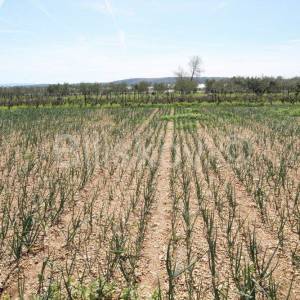 Trogir, Plano, građevinsko zemljište površine 4.170 m2.