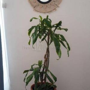 ZADAR- JAZINE- ATRAKTIVAN STAN 86m2 S OKUĆNICOM 141m2, TOP LOKACIJA!