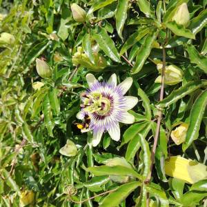 Zagorje, Pustodol, samostojeća kuća, bazen, plantaža sibirske borovnice, uporabna dozvola