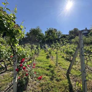 Zagreb, Gornje Vrapče, Građevinsko zemljište 2575m2