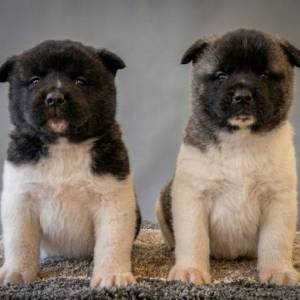 Američka Akita TOP štenci