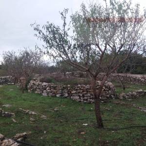 Brač Donji Humac 10630 m2 sa objektom