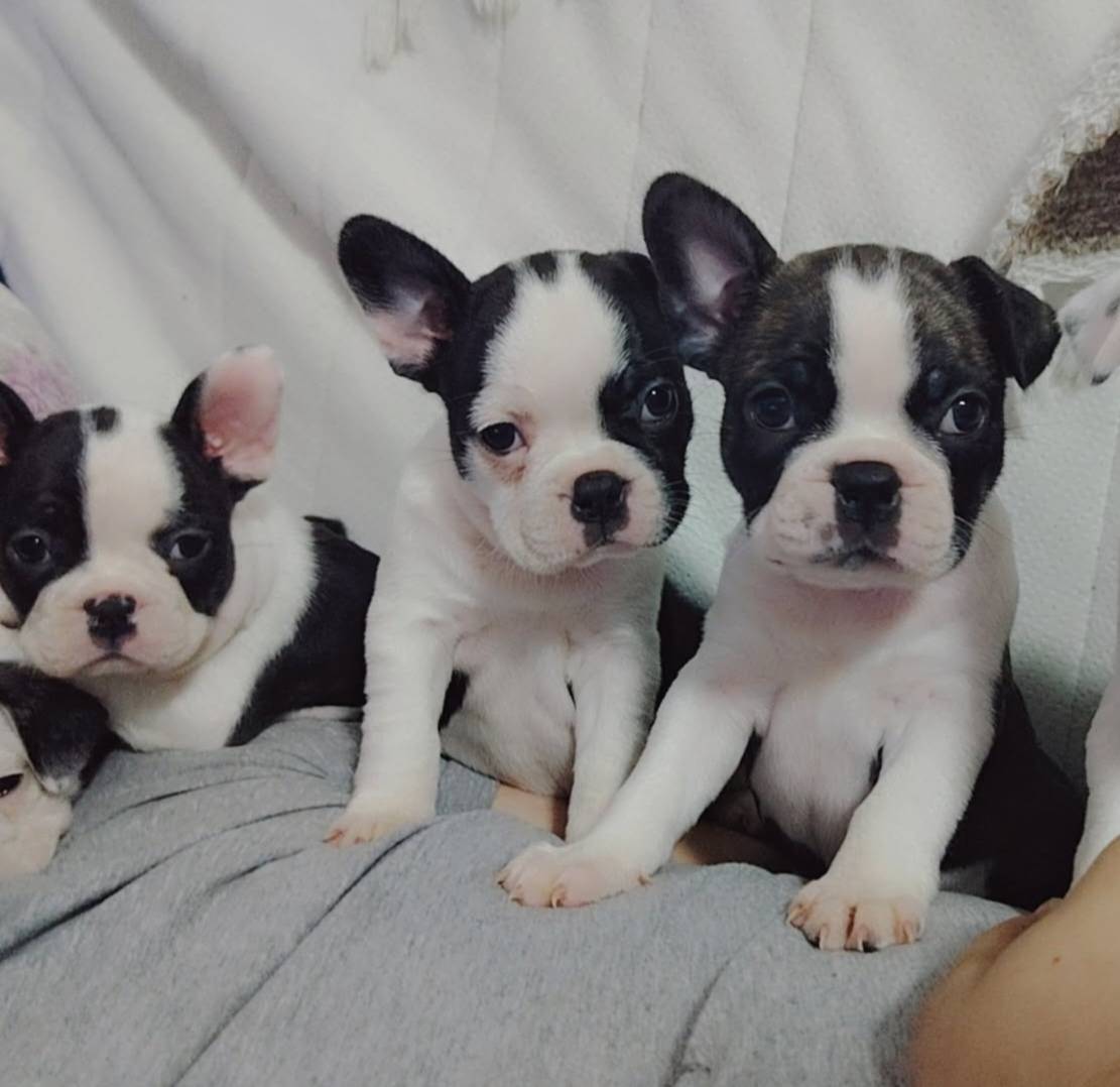 Francuski Buldog (čitaj detaljno)