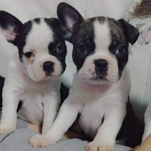 Francuski Buldog (čitaj detaljno)