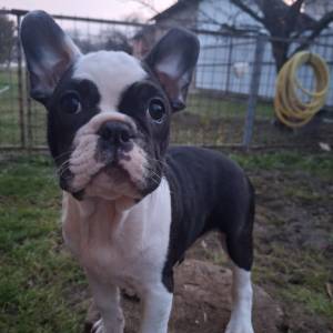 Francuski Buldog (čitaj detaljno)