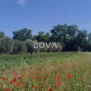 Građevinsko zemljište 420 m2 – Vrsi *Pravilan oblik* (ID-2512/A)