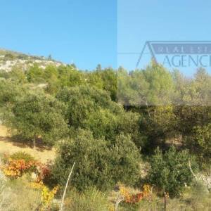 Hvar poljoprivredno zemljište 80000m2 Sv. Nedjelja