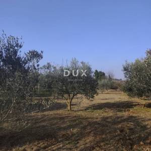 ISTRA, BANJOLE Vikendica s prostranim maslinikom