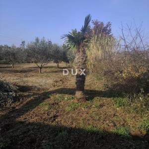 ISTRA, BANJOLE Vikendica s prostranim maslinikom