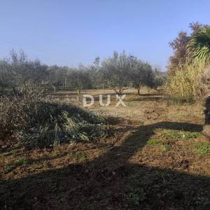 ISTRA, BANJOLE Vikendica s prostranim maslinikom