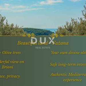 ISTRA, FAŽANA Predivan maslinik PRILIKA!