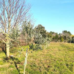 ISTRA, PREMANTURA Maslinik s 50 maslina na rt.u Kamenjak 1300 m2