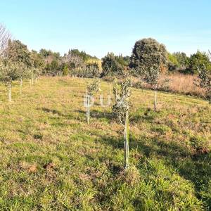 ISTRA, PREMANTURA Maslinik s 50 maslina na rt.u Kamenjak 1300 m2