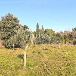 ISTRA, PREMANTURA Maslinik s 50 maslina na rt.u Kamenjak 1300 m2