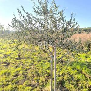 ISTRA, PREMANTURA Maslinik s 50 maslina na rt.u Kamenjak 1300 m2