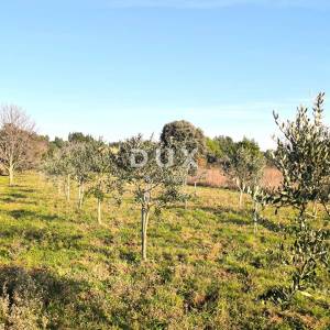 ISTRA, PREMANTURA Maslinik s 50 maslina na rt.u Kamenjak 1300 m2
