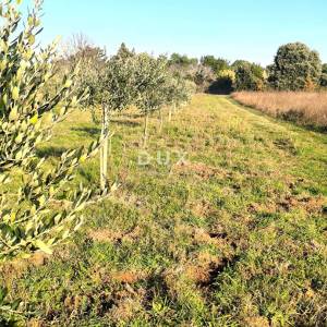ISTRA, PREMANTURA Maslinik s 50 maslina na rt.u Kamenjak 1300 m2