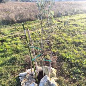 ISTRA, PREMANTURA Maslinik s 50 maslina na rt.u Kamenjak 1300 m2