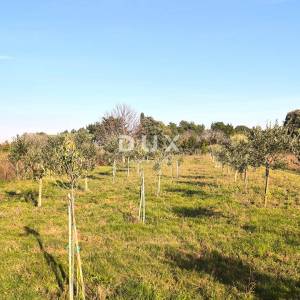 ISTRA, PREMANTURA Maslinik s 50 maslina na rt.u Kamenjak 1300 m2