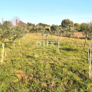 ISTRA, PREMANTURA Maslinik s 50 maslina na rt.u Kamenjak 1300 m2