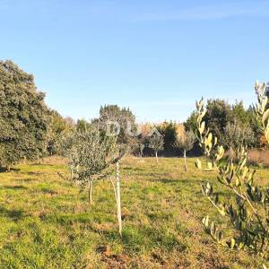 ISTRA, PREMANTURA Maslinik s 50 maslina na rt.u Kamenjak 1300 m2