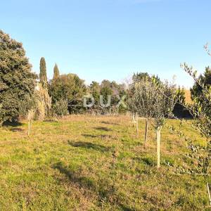 ISTRA, PREMANTURA Maslinik s 50 maslina na rt.u Kamenjak 1300 m2