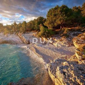 ISTRA, PREMANTURA Maslinik s 50 maslina na rt.u Kamenjak 1300 m2