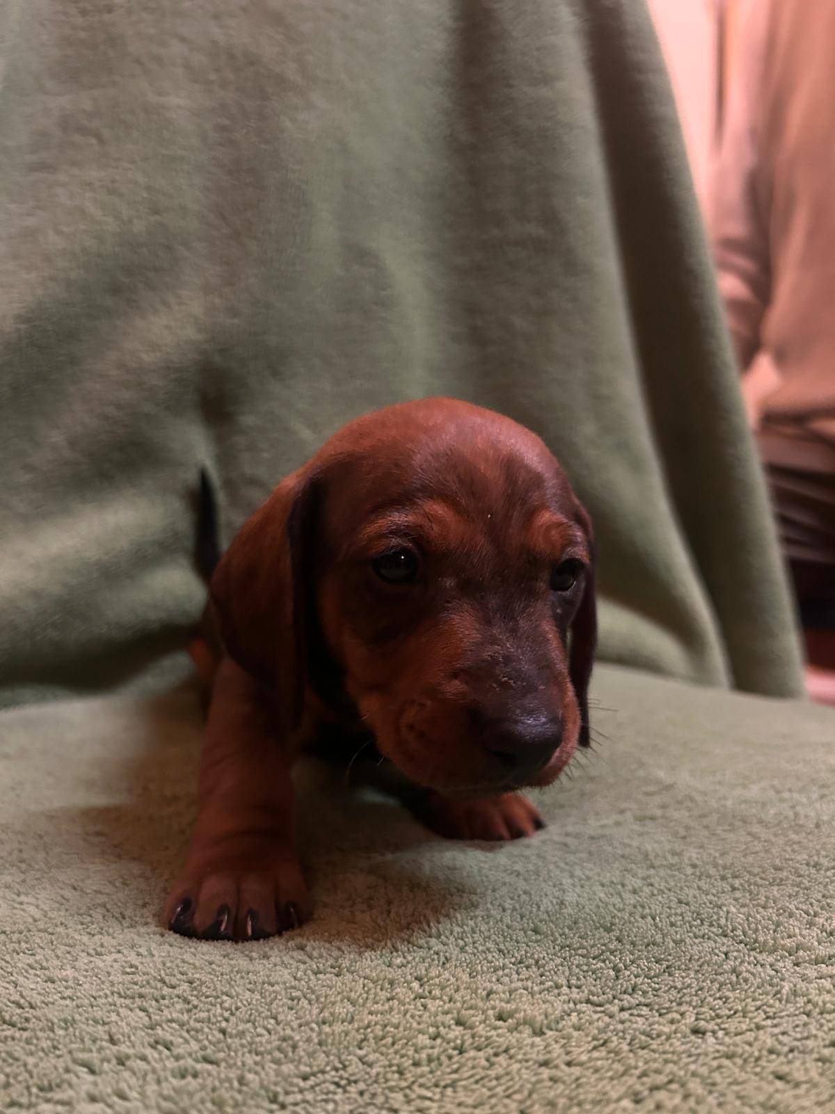 Kratkodlaki jazavcar