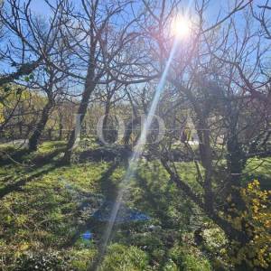 Križišće primorska kuća sa velikom okućnicom