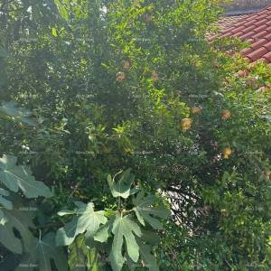 Kuća u centru Pule – 100 m od Arene