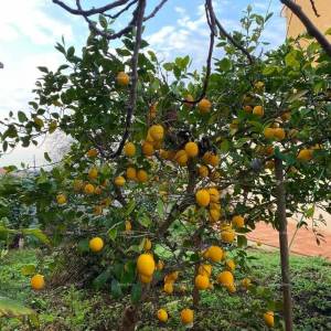 Ližnjan, uređena I kompletno namještena kuća sa garažom i konobom