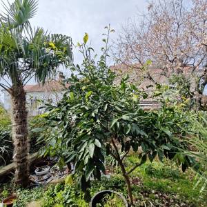 MALINSKA - Dvojna kuća s lijepom okućnicom