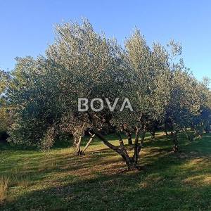 Maslinik 2848 m2 – Pridraga *uredno održavano* (ID-2371)