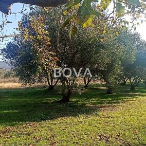 Maslinik 2848 m2 – Pridraga *uredno održavano* (ID-2371)