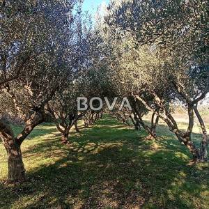 Maslinik 2848 m2 – Pridraga *uredno održavano* (ID-2371)