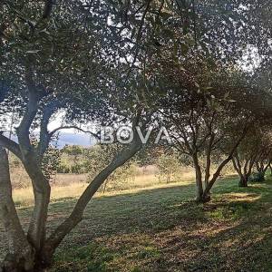 Maslinik 2848 m2 – Pridraga *uredno održavano* (ID-2371)