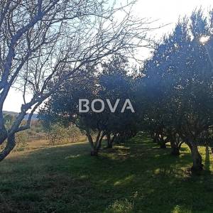 Maslinik 2848 m2 – Pridraga *uredno održavano* (ID-2371)