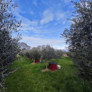 OTOK KRK, MALINSKA - Kućica u masliniku