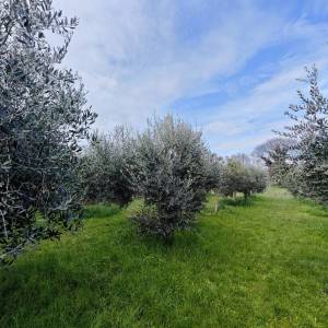 OTOK KRK, MALINSKA - Kućica u masliniku