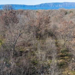 OTOK KRK – Prostrano zemljište sa šumom i velikim potencijalom