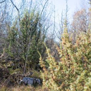 OTOK KRK – Prostrano zemljište sa šumom i velikim potencijalom