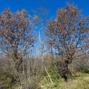 OTOK KRK – Prostrano zemljište sa šumom i velikim potencijalom