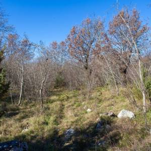 OTOK KRK – Prostrano zemljište sa šumom i velikim potencijalom