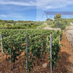 Otok Vis Rogačić kuća u izgradnji + zemljište 5100 m2 