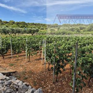 Otok Vis Rogačić kuća u izgradnji + zemljište 5100 m2 