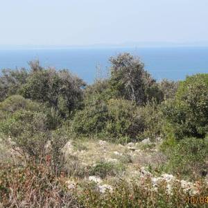 Poljoprivredno zemljište, Vir, 4320 m2  (ID-417)