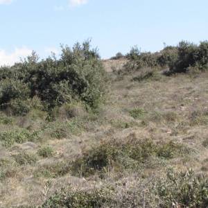 Poljoprivredno zemljište, Vir, 12100 m2 prekrasan pogled na more!  (ID-377)