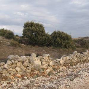 Poljoprivredno zemljište, Vir, 6800 m2 POVOLJNO!  (ID-365)