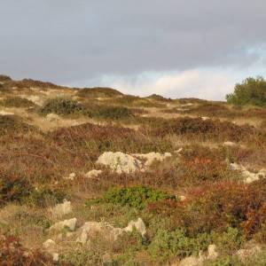 Poljoprivredno zemljište, Vir, 6800 m2 POVOLJNO!  (ID-365)